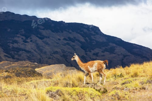 Majestic Guanaco Grazing Peacefully in Mountain Landscape