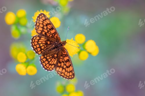 Preview: Heath Fritillary Butterfly on Yellow Flowers with Green and Purp