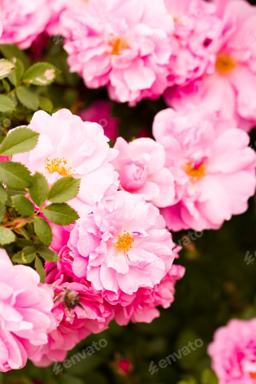 Preview: Flowers