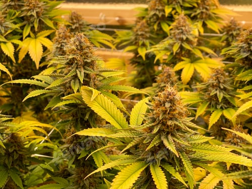 Preview: Indoor Cannabis Plants