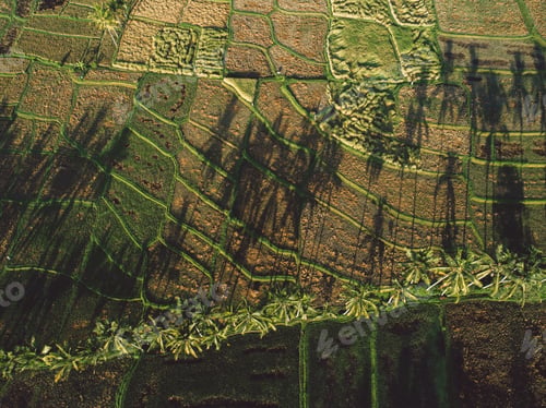 Preview: Rice terraces