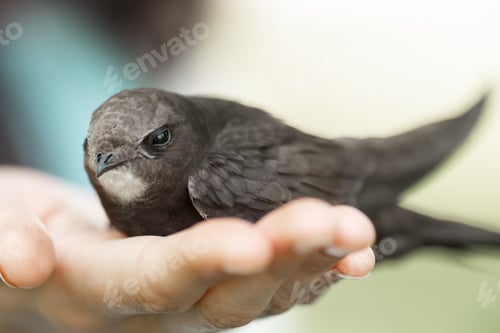 Preview: Bird in Woman Hand Outdoors on Nature