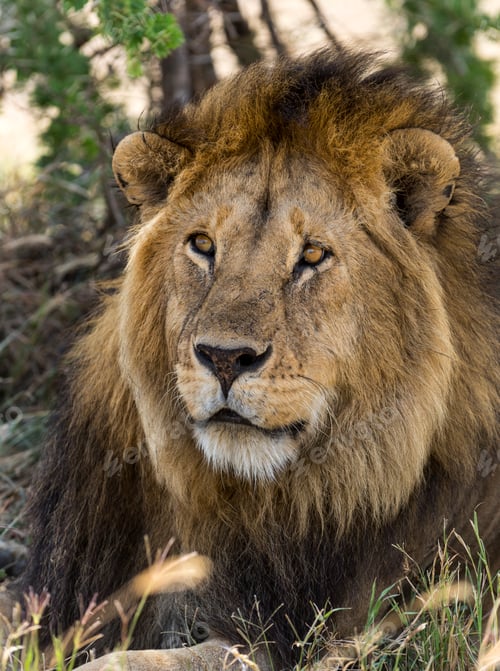 Preview: Close-up of a Lion, Serengeti, Tanzania, Africa