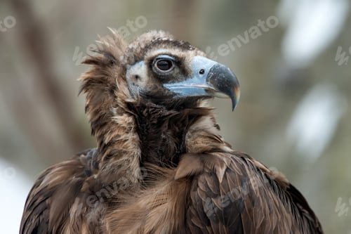 Preview: Griffon Vulture portrait