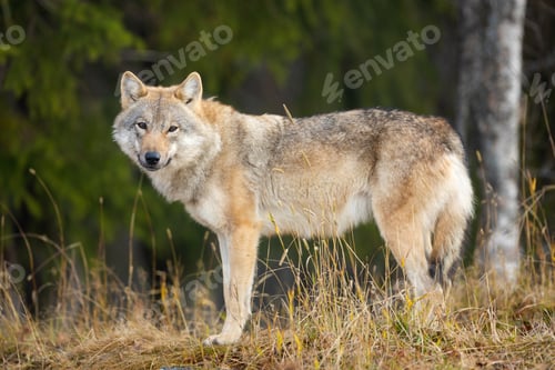 Preview: Young female grey wolf standing in the forest