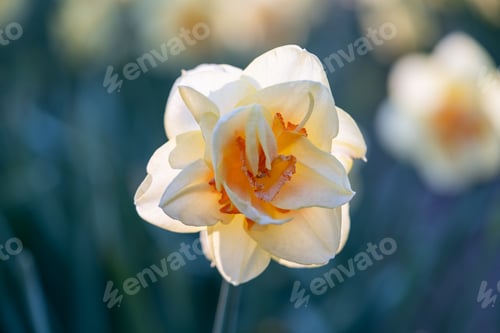 Preview: Close-up of a beautiful yellow daffodil flower, macro photography