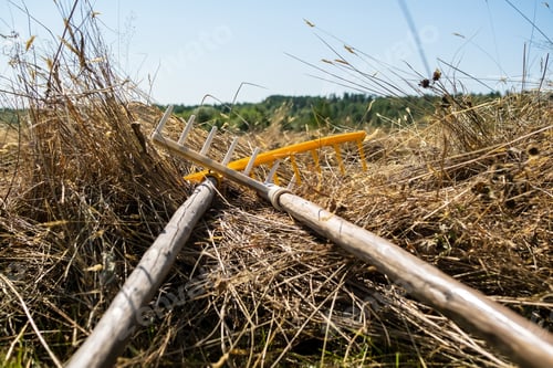 Preview: Rake lies on the dried hay, against the background of the blue sky and the forest
