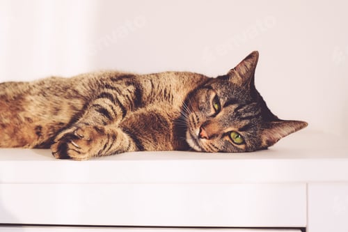 Preview: Tabby cat.