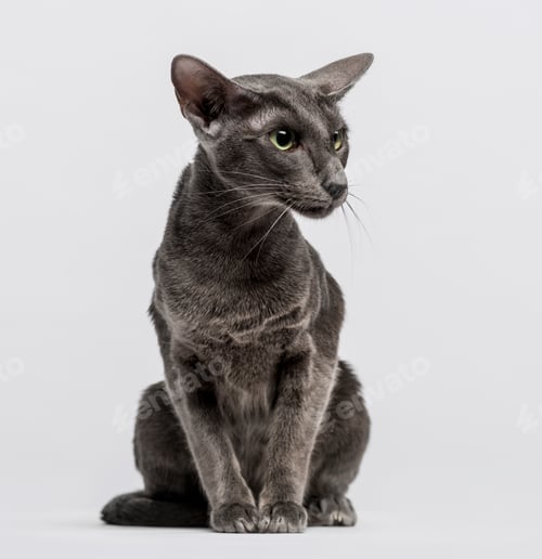 Preview: oriental shorthair sitting and looking away
