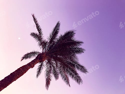 Palm Tree Silhouetted Against the Purple Sky
