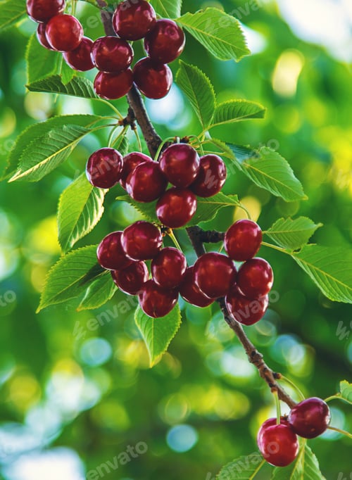 Preview: Ripe cherries in the garden. Selective focus.