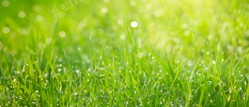 Preview: Beauty backgrounds with foliage, green grass, dew drops and bokeh