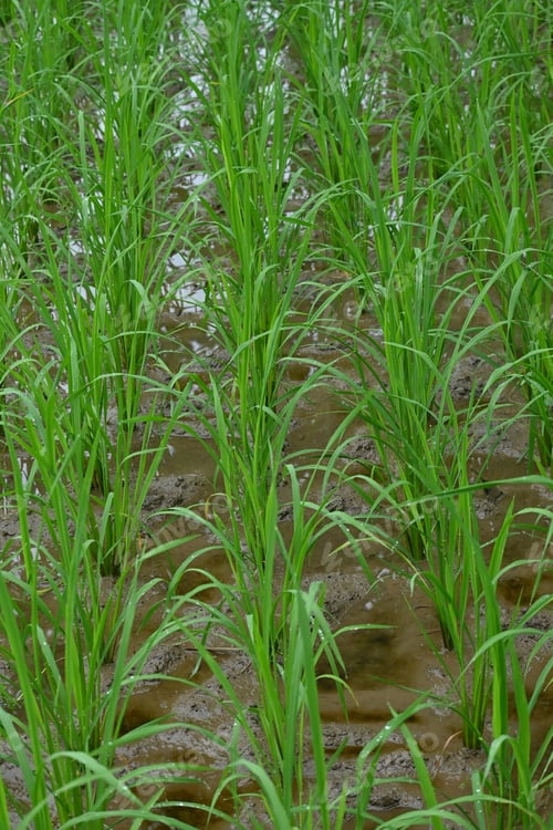 Preview: Vertical shot of multiple rows of rice plants in a field of wetland in a countryside