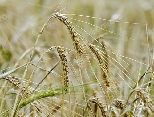 Preview: Ears of corn on a background of field