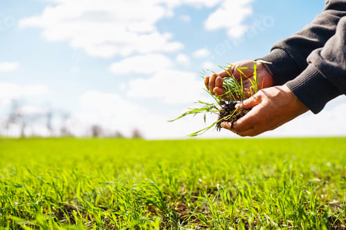 Preview: Young Green wheat seedlings in the hands of a farmer. Agronomist checks and explores sprouts of rye.