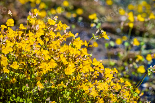 Preview: Seep monkey wildflowers