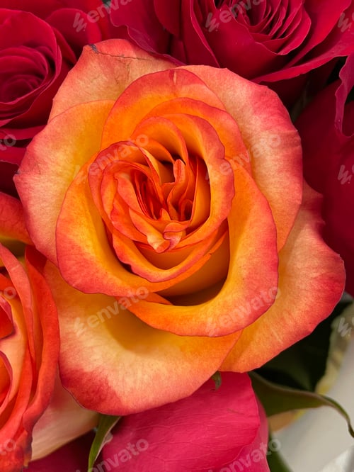 Preview: Rose