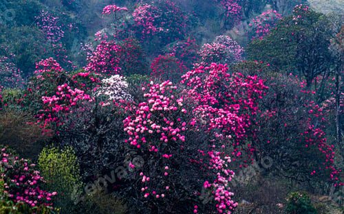 Preview: blossom rhododendron flower in Tinjure hill