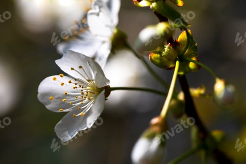 Preview: cherry tree blossom in sunlight