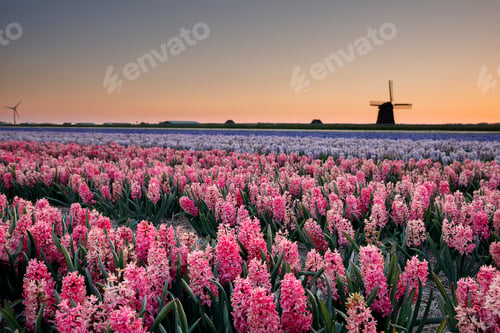 Preview: pink and blue hyacinths field and Dutch windmill