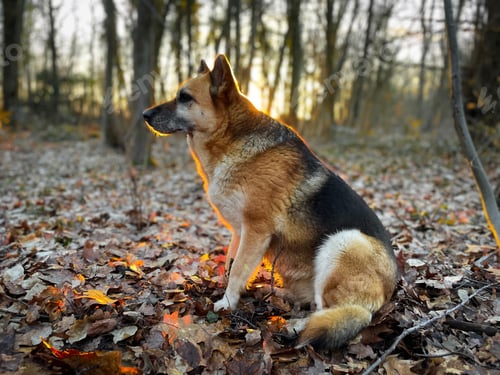 Preview: German shepherd dog in the forest at golden hour
