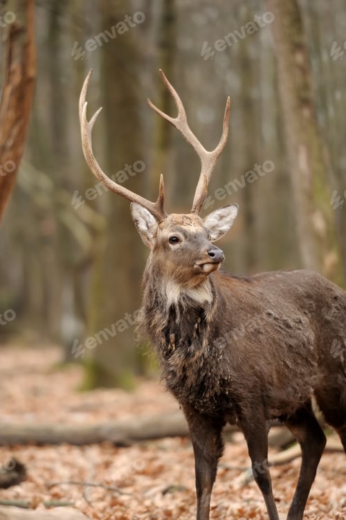 Preview: Deer