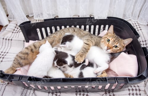Preview: Mother cat and baby cat