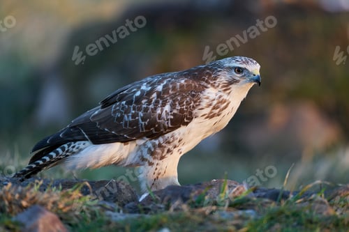 Preview: Common buzzard (Buteo buteo)