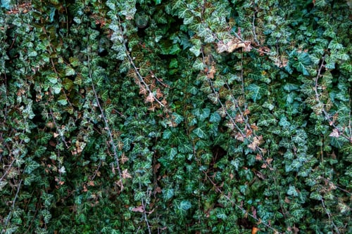 Preview: A wall of climber common ivy. Green floral background