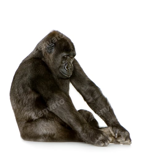 Preview: Young Silverback Gorilla