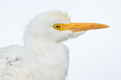 Preview: Cattle Egret