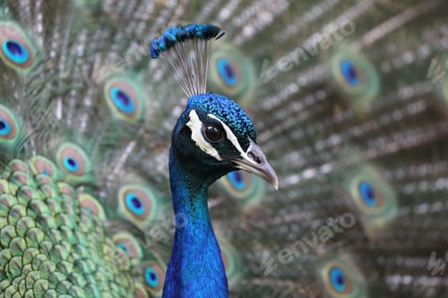 Preview: Peacock close-up portrait