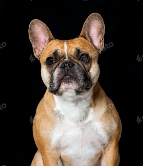 Preview: French Bulldog in portrait against black background