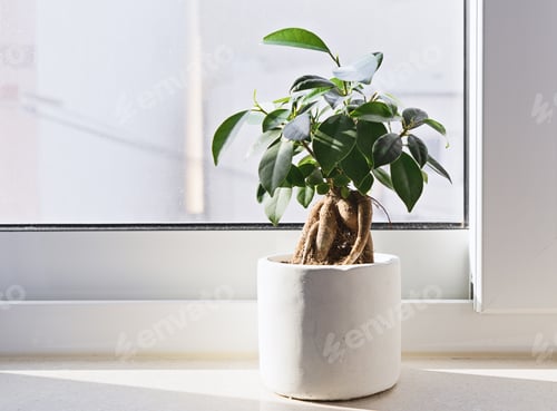 Preview: Potted Ficus Bonsai on light windowsill. Indoor flower for office concept