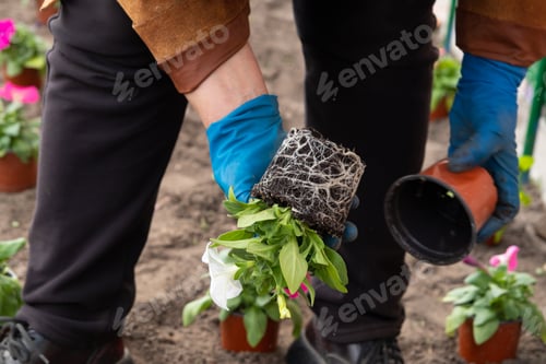 Preview: Works in the garden - planting flowers from temporary pots. Spring gardening concept