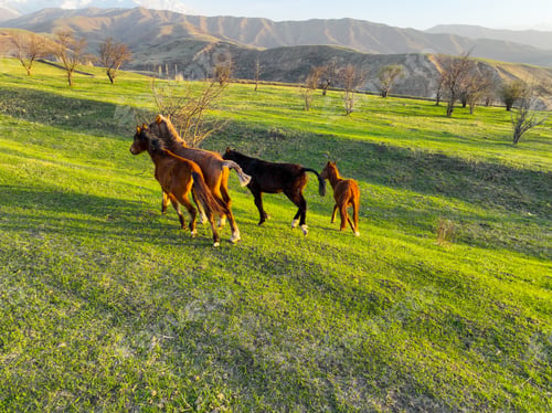 Preview: Three horses running across a vibrant green sunlit hillside pasture
