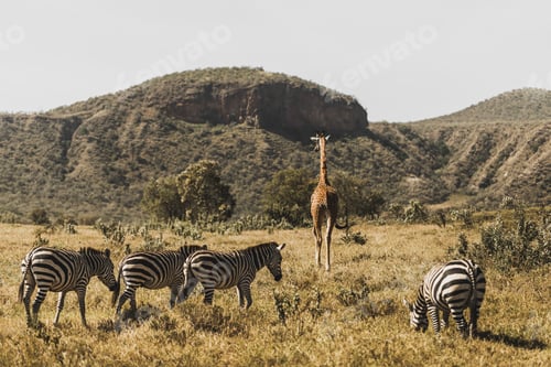 Preview: Flock of zebras and giraffe walking in Kenya national park in Africa. Amazing wild life of animals