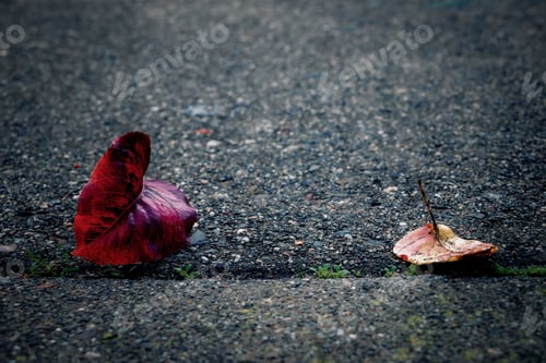 Preview: two fall leaves lie on a curb with the ground nearby