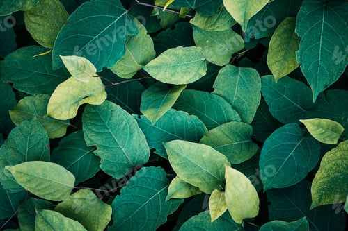 Preview: Close-up shot of lush and flourishing foliage featuring multiple leaves in varying shades of green