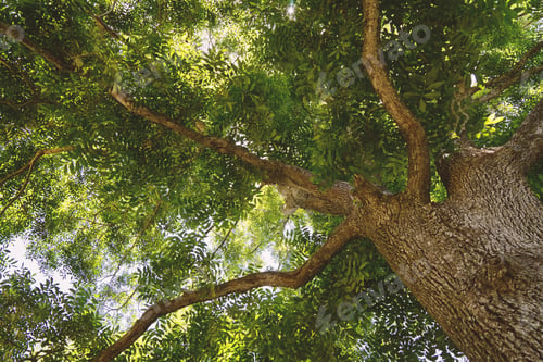 Preview: Beautiful high old tree low angle view background, copy space
