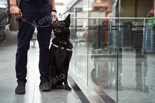 Preview: Security worker with detection dog standing by glass wall at airport