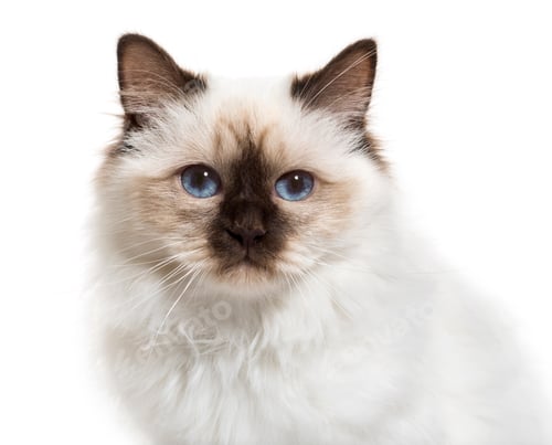 Preview: Close-up of a Birman Cat, cut out