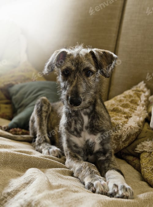 Preview: Lurcher puppy