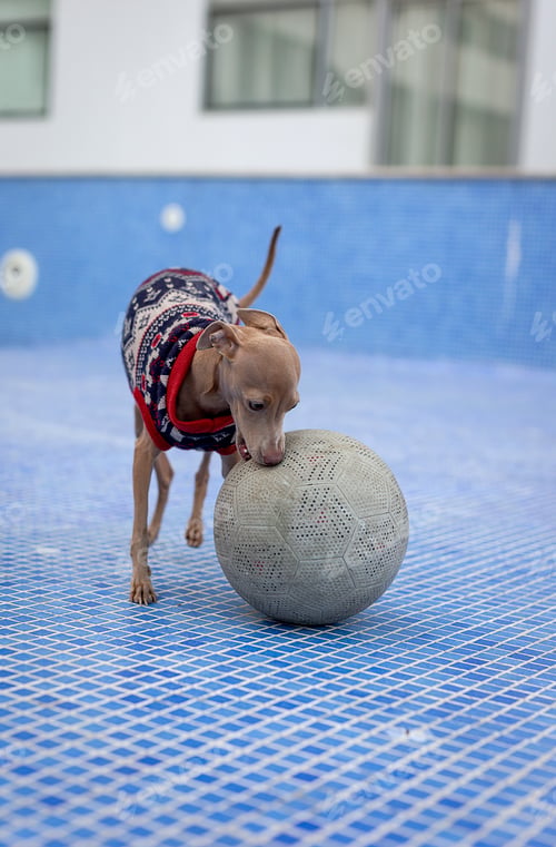 Preview: Italian greyhound dog playing in the pool with a ball