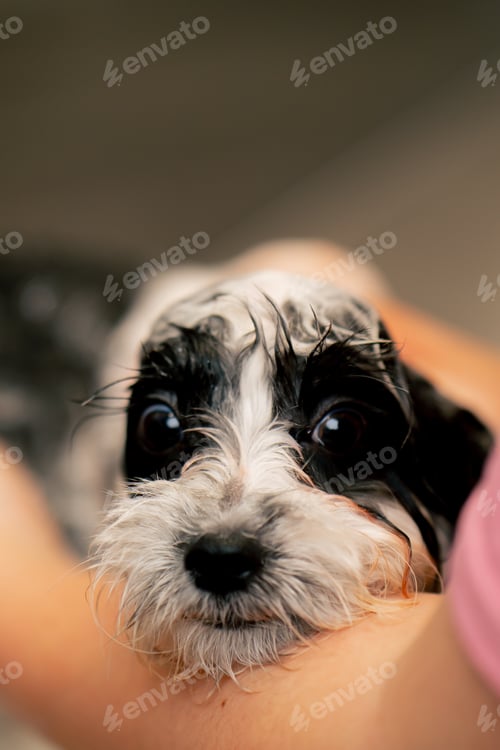 Preview: grooming salon a small wight-black dog a groomer washes a red dog in a metal bathtub shaking
