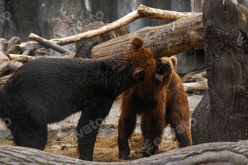 Preview: Two brown bears playing with each other
