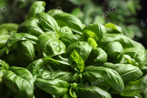 Preview: Closeup view of fresh green basil leaves
