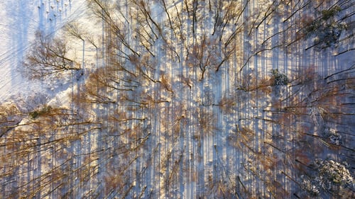 Preview: Aerial view of snow covered park.