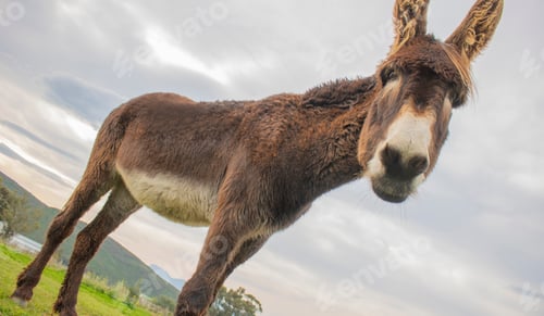 Preview: Portrait of donkey on a farm with overcast sunset sky.