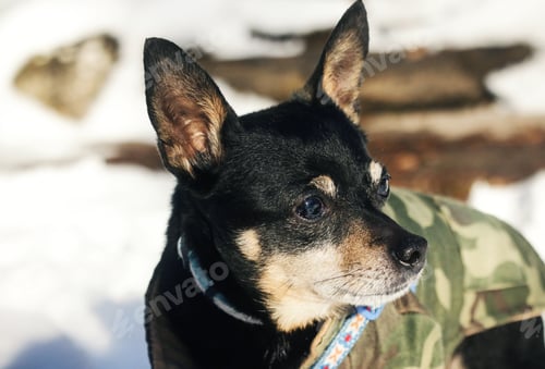 Preview: Dog